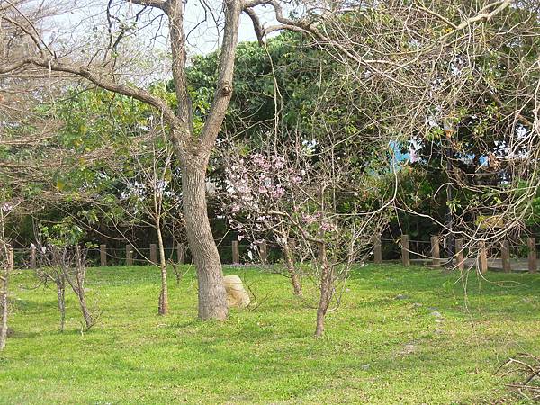 新店陽光運動公園親子遊及賞櫻趣