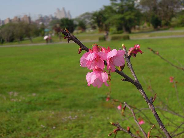 新店陽光運動公園親子遊及賞櫻趣