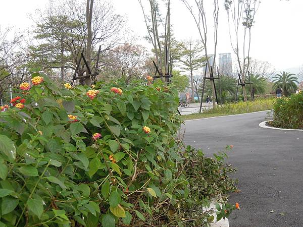 新店陽光運動公園親子遊及賞櫻趣