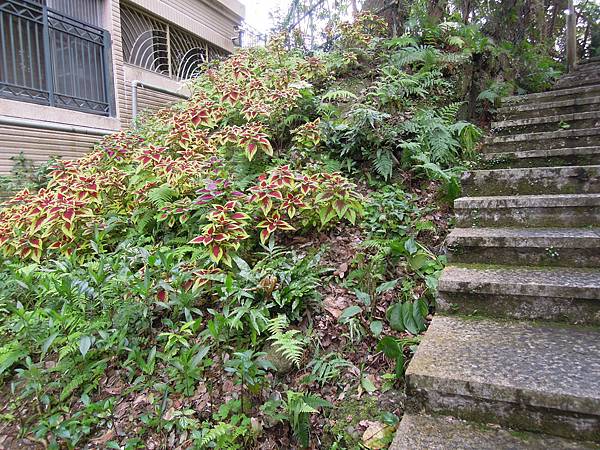 安康森林公園散步趣