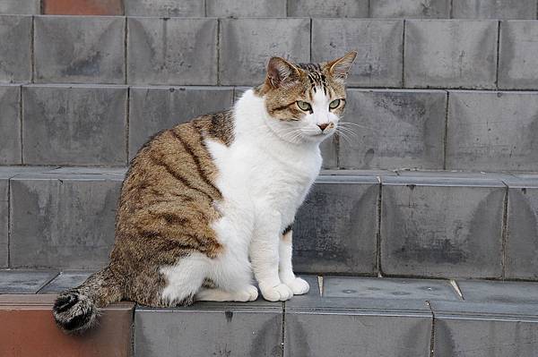 1280px-Brown_and_white_tabby_cat_with_green_eyes-Hisashi-03.jpg