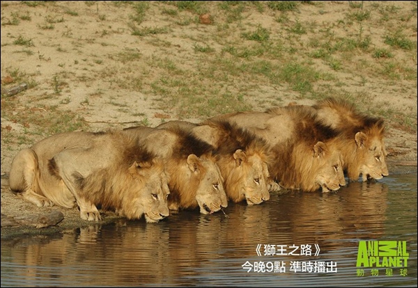 lions