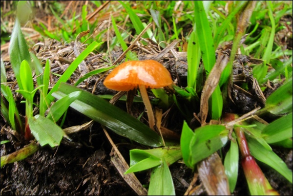 14)Psilocybe coprophila