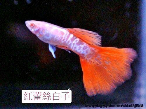 23.紅蕾絲白子孔雀魚