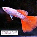 23.紅蕾絲白子孔雀魚