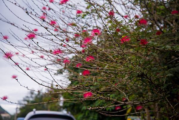 20171115-DSC_3972.jpg 20171115-DSC_3972.jpg