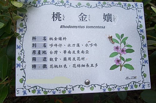 桃金孃 24之4號幸福小窩 痞客邦 桃金孃 24之4號幸福小窩 痞客邦