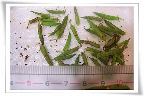 09種子盆栽 黃花酢醬草 24之4號幸福小窩 痞客邦