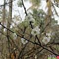 到梅山公園賞梅花,梅花盛開了唷!!