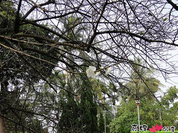 到梅山公園賞梅花,梅花盛開了唷!!