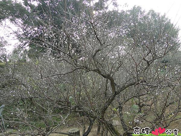 到梅山公園賞梅花,梅花盛開了唷!!