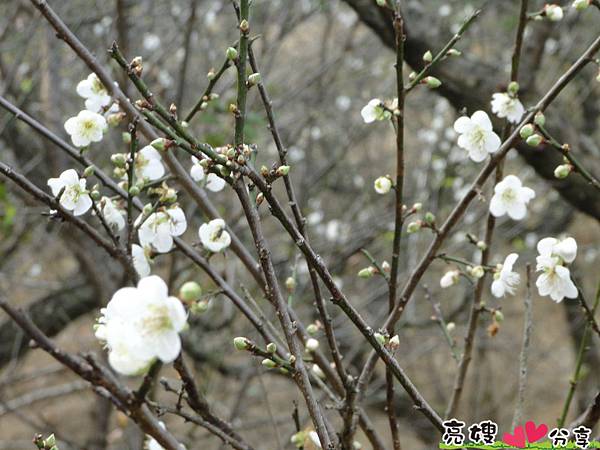 到梅山公園賞梅花,梅花盛開了唷!!