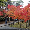 2016-11京都 (19).JPG