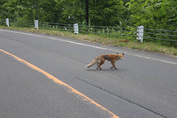 2015_0702_北海道_南富良野_2296