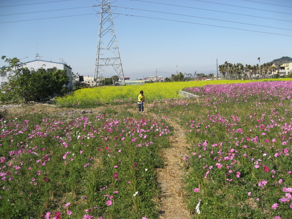 IMG_4678后里鐵馬道的花圃 恩恩.JPG