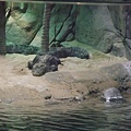 揚子鱷