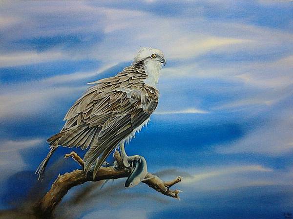 osprey osprey