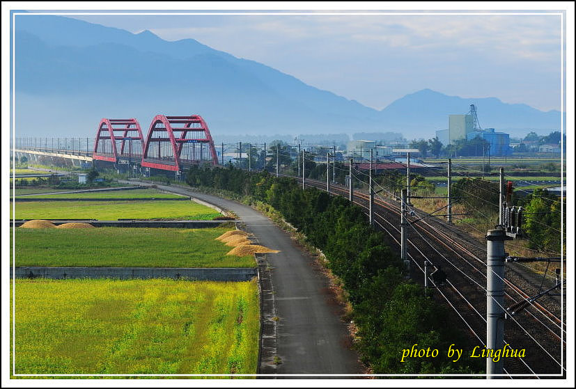 2014客城鐵橋油菜花(1).jpg