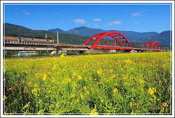 2014客城鐵橋油菜花(15).jpg