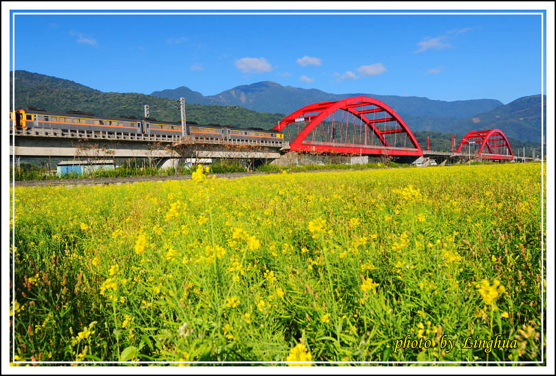 2014客城鐵橋油菜花(16).jpg