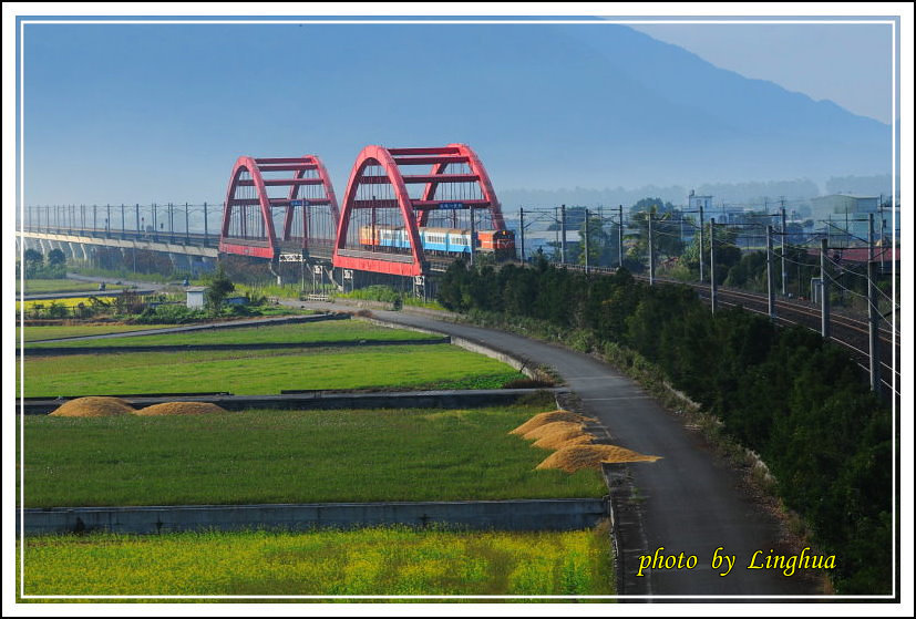 2014客城鐵橋油菜花(3).jpg