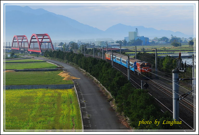 2014客城鐵橋油菜花(5).jpg