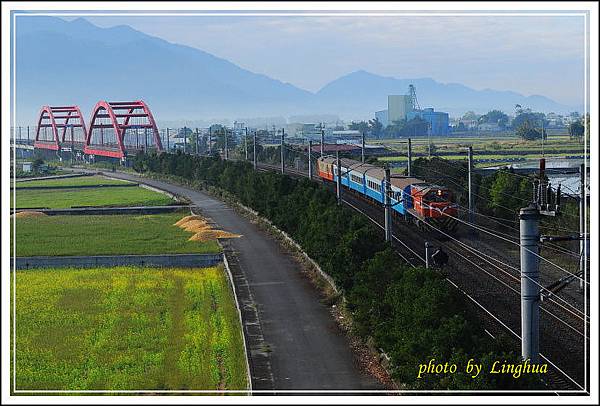 2014客城鐵橋油菜花(5).jpg