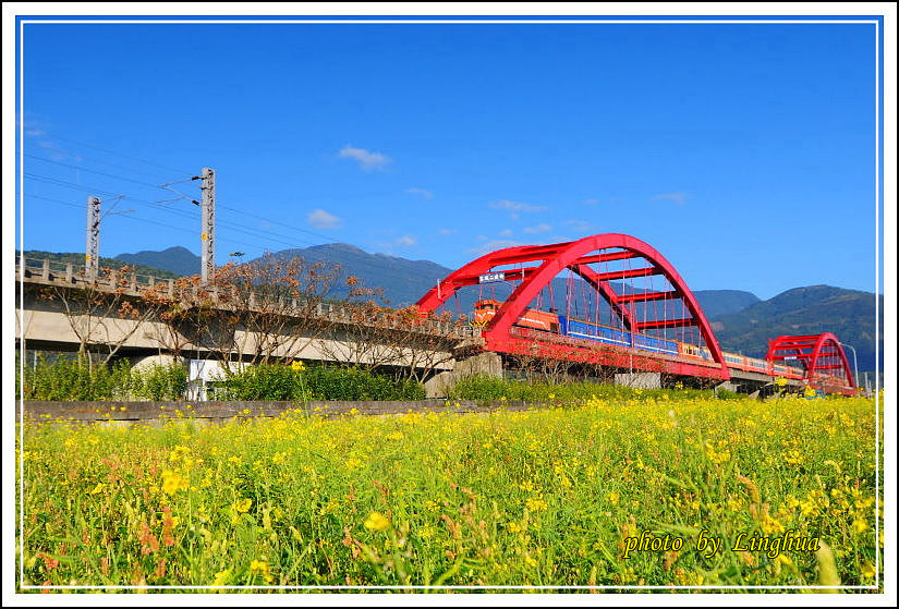 2014客城鐵橋油菜花(7).jpg