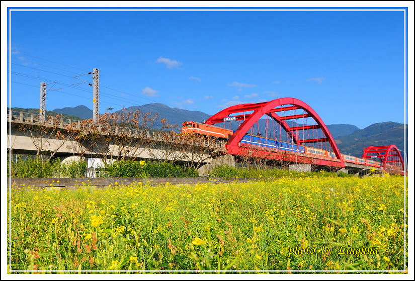 2014客城鐵橋油菜花(8).jpg