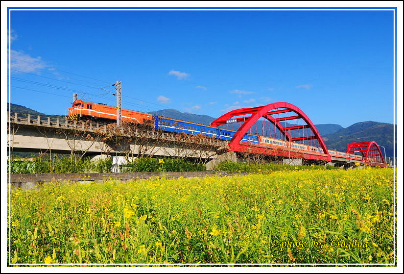 2014客城鐵橋油菜花(9).jpg