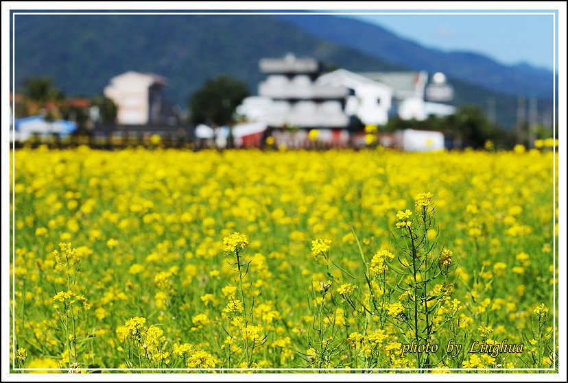 花東花海(12).JPG