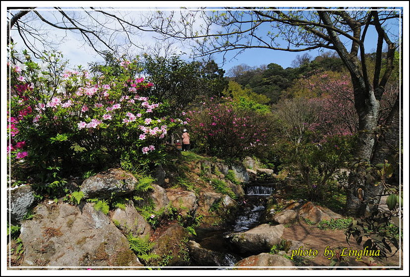 2014陽明山花季(22).JPG