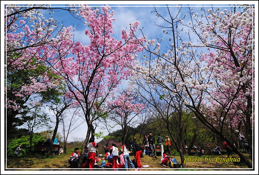 2014陽明山花季(9).JPG