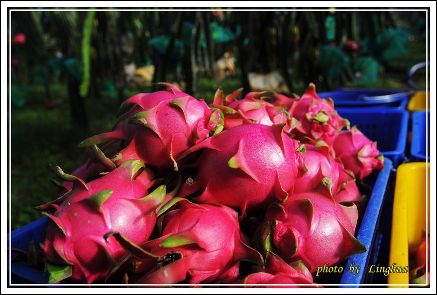 201408花東行(23).JPG 201408花東行(23).JPG