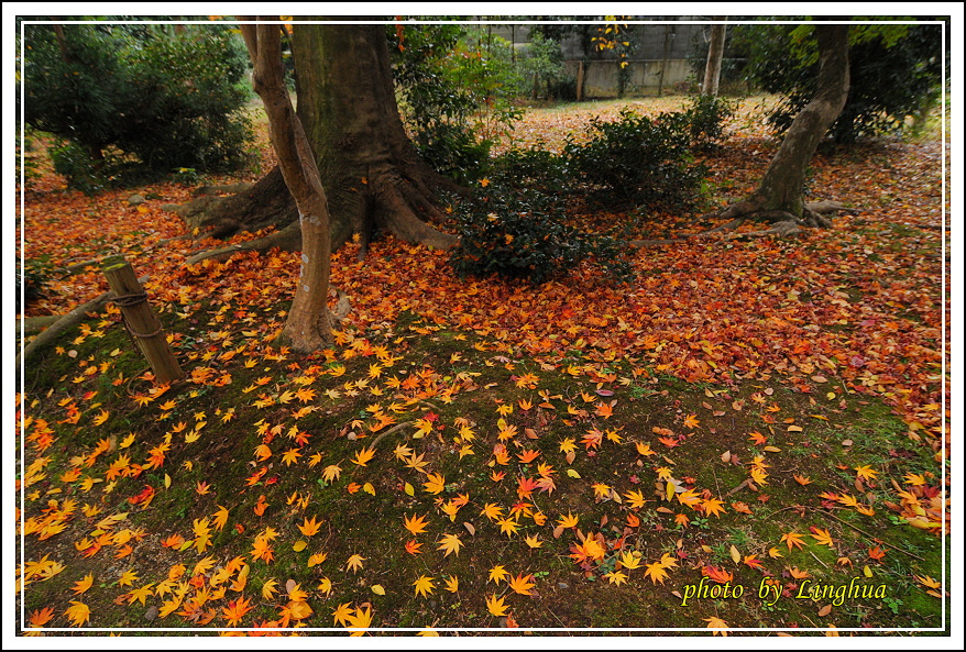 京都~衣笠山地藏院(11).JPG