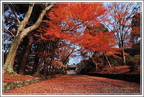 京都~毘沙門堂(4).JPG