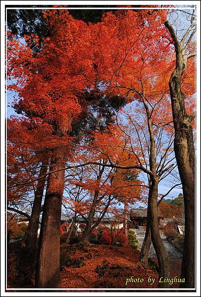 京都~毘沙門堂(6).jpg