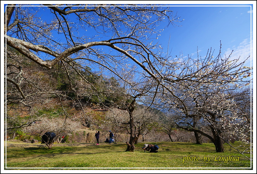 2015柳家梅園(6).JPG