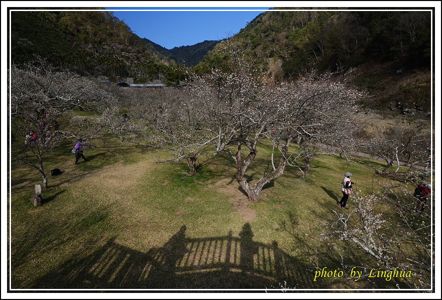 2015柳家梅園(9).JPG