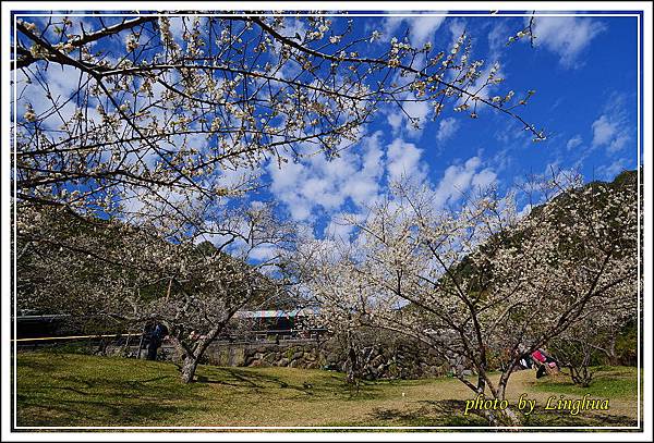 2015柳家梅園(15).JPG