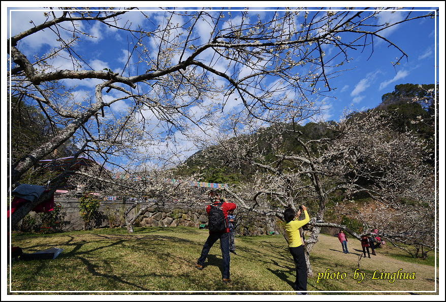 2015柳家梅園(16).JPG