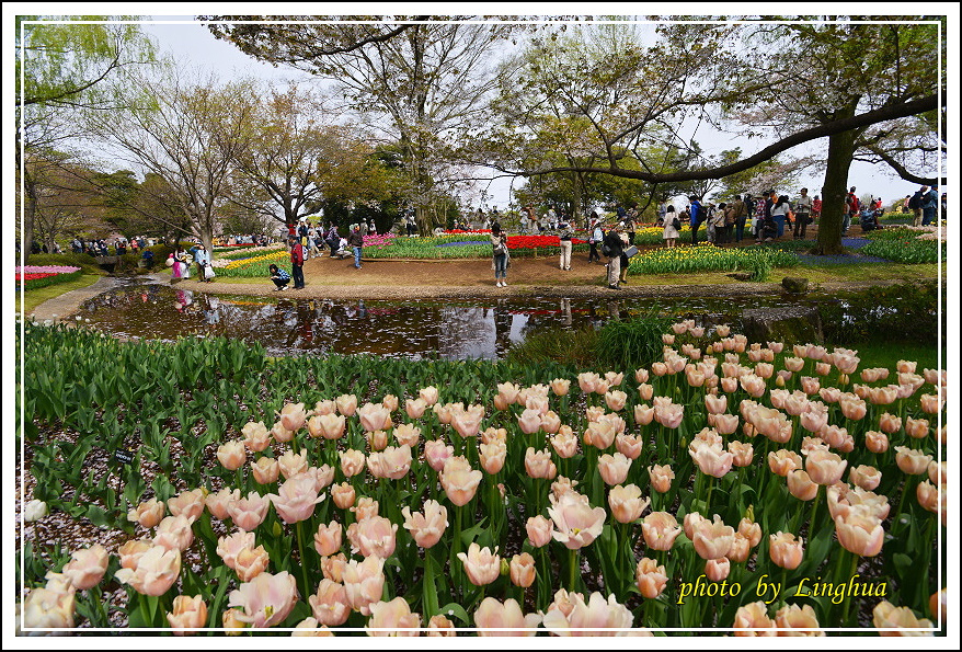 日本昭和紀念公園(7).JPG