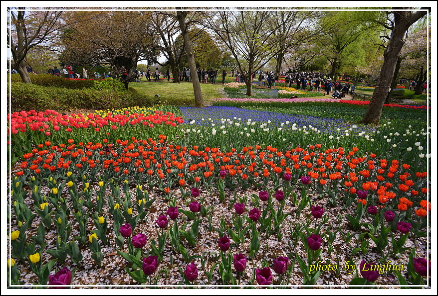 日本昭和紀念公園(10).JPG