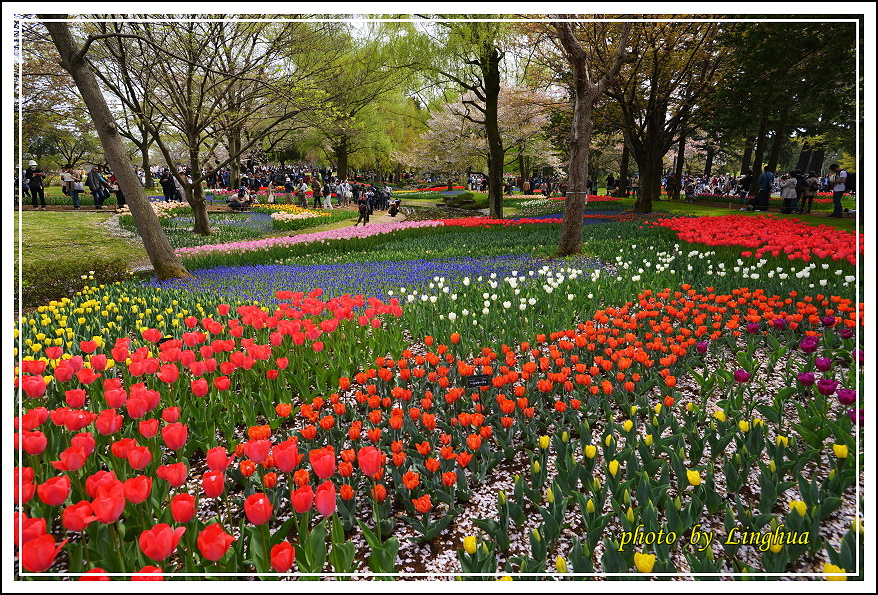 日本昭和紀念公園(11).JPG