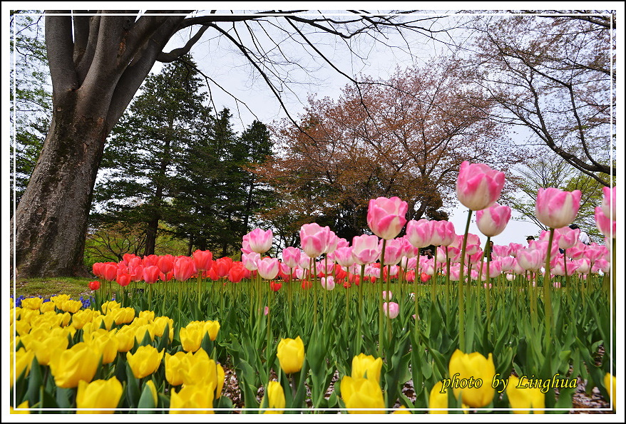 日本昭和紀念公園(19).JPG