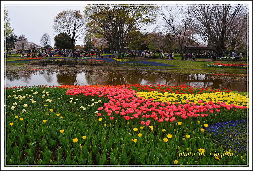 日本昭和紀念公園(21).JPG