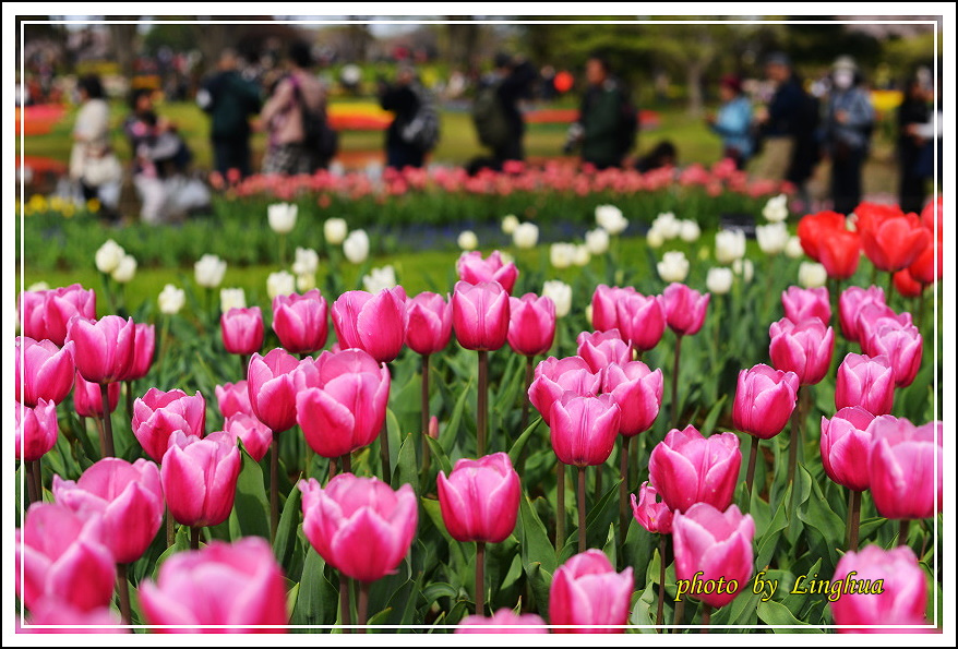 日本昭和紀念公園(27).JPG