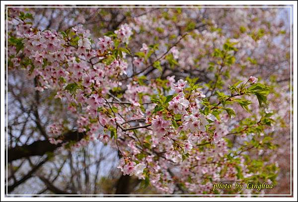 昭和公園~2櫻花(30).JPG