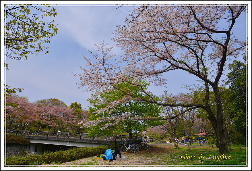 昭和公園2 Sakurahana（1）.JPG