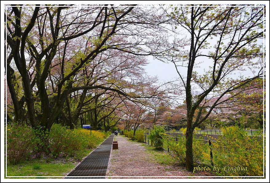 昭和公園2 Sakurahana（2）.JPG